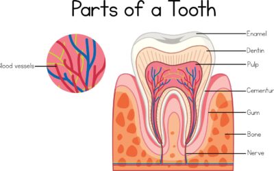 Understanding Root Canal Therapy